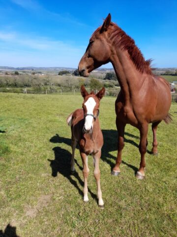 Horses in countryside view with The Chequers Inn in the background